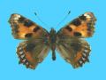 Aglias urticae ab. seminigra no-date Ashton, Oundle, UK (Internet Image property of respective owner, non-commercial use only)